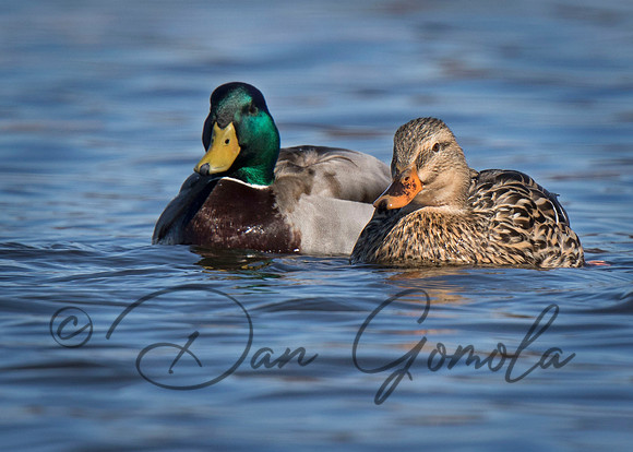 Mallard Duck