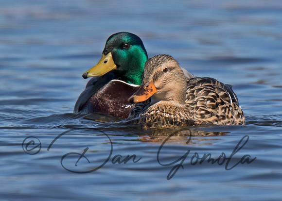 Mallard Duck