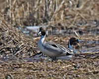 Northern Pintail