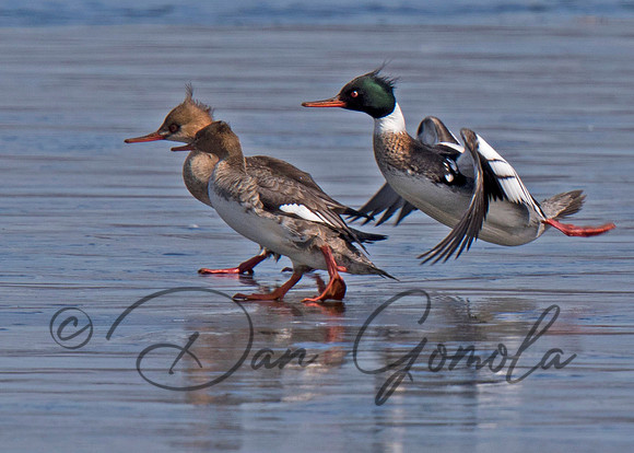 Red-breasted Merganser