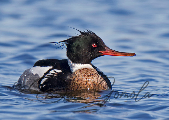 Red-breasted Merganser