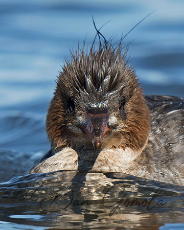 Red-breasted Merganser
