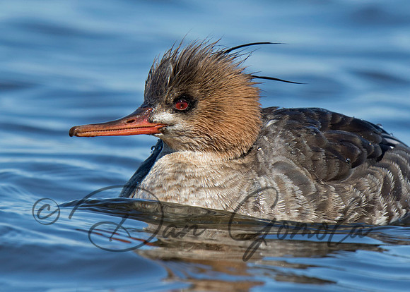 Red-breasted Merganser