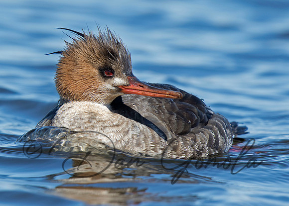 Red-breasted Merganser
