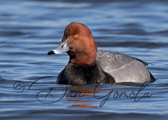 Redhead