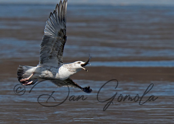 Ring-billed Gull