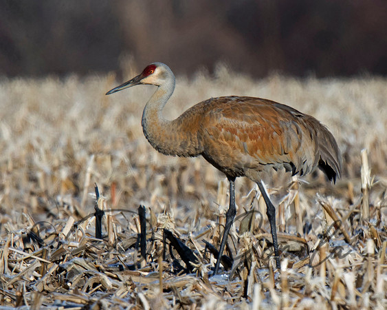 Sandhill Crane