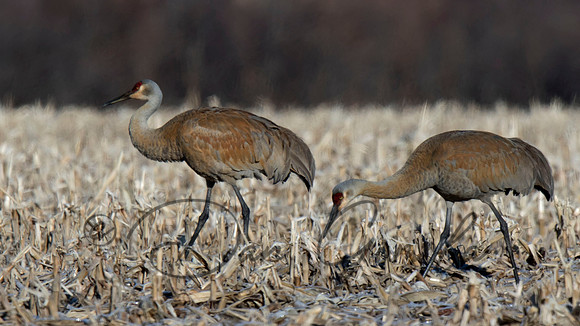 Sandhill Crane