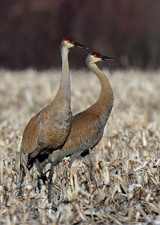 Sandhill Crane