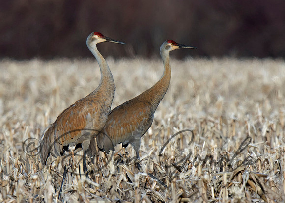 Sandhill Crane