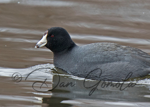 American Coot