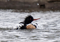 Red-breasted Merganser