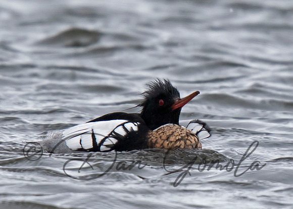 Red-breasted Merganser