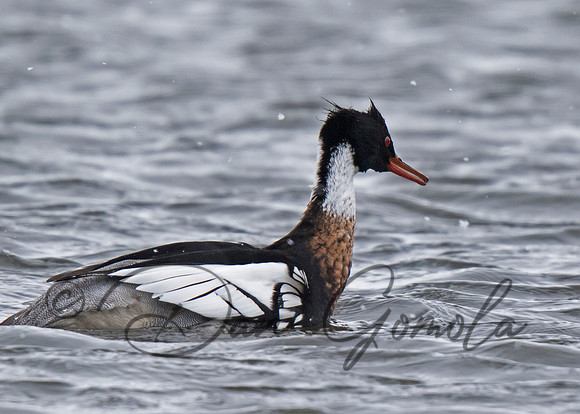 Red-breasted Merganser