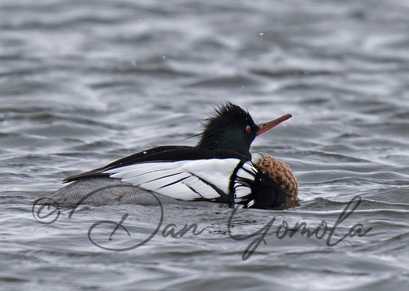 Red-breasted Merganser