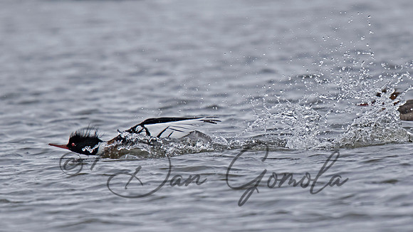 Red-breasted Merganser