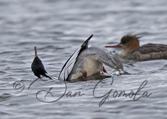 Red-breasted Merganser