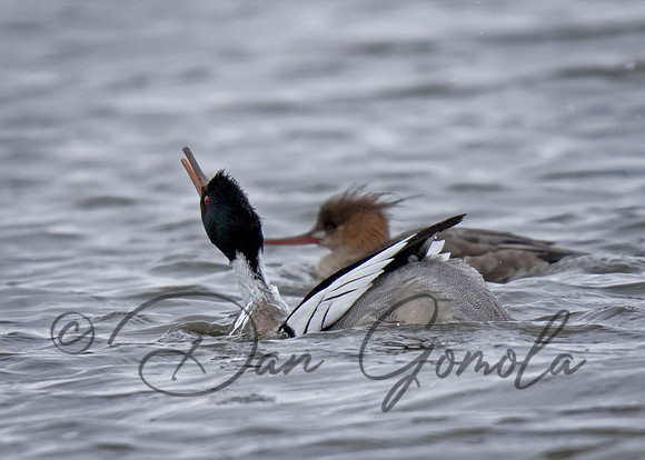Red-breasted Merganser
