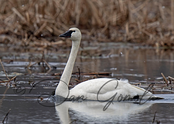 Trumpeter Swan