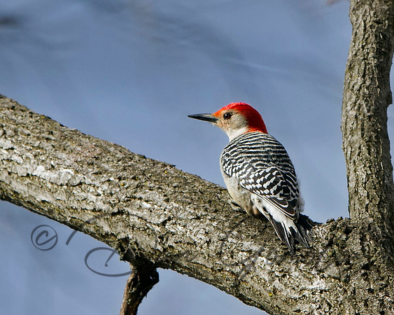Red-bellied Woodpecker (male)
