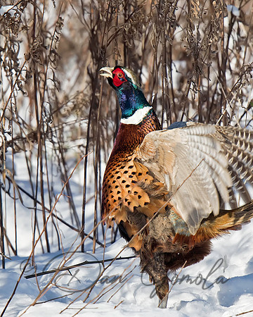Ring-necked Pheasant