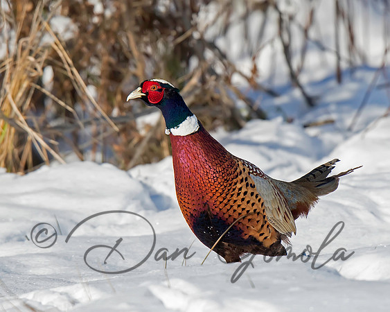 Ring-necked Pheasant