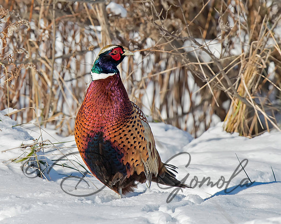 Ring-necked Pheasant