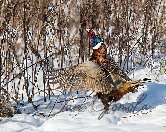 Ring-necked Pheasant