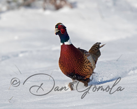 Ring-necked Pheasant