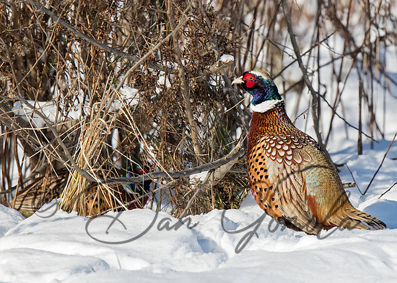 Ring-necked Pheasant