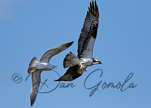 Osprey