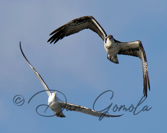 Osprey