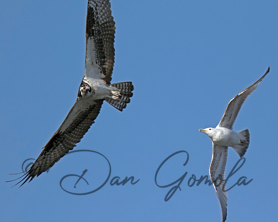 Osprey