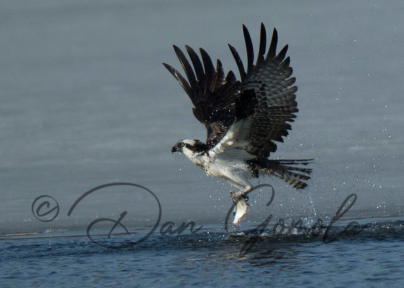 Osprey