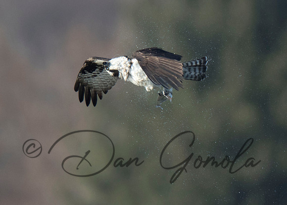 Osprey