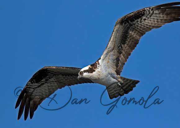 Osprey