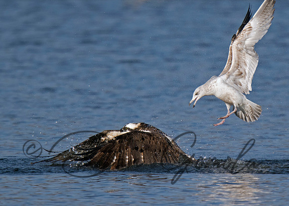 Osprey