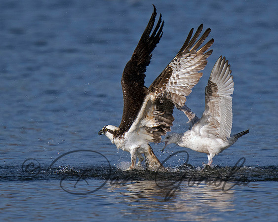 Osprey