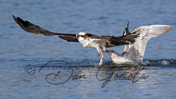 Osprey
