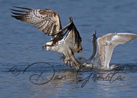 Osprey
