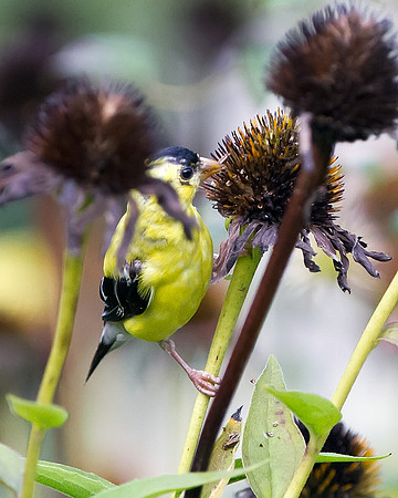 American Goldfinch