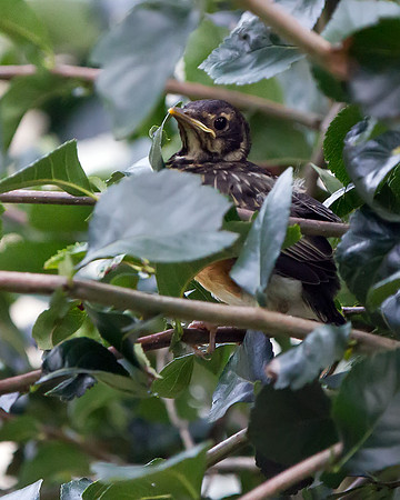 American Robin (Fledgling)