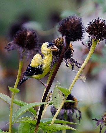 American Goldfinch