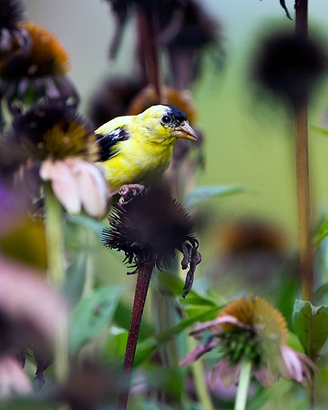 American Goldfinch