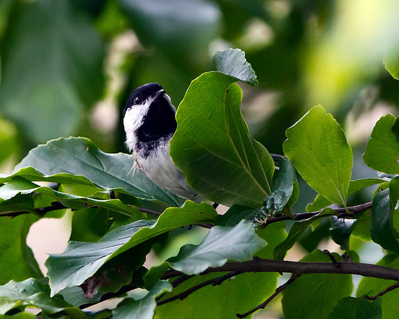 Black-capped Chickadee