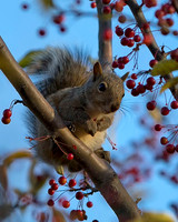 Eastern Gray Squirrel