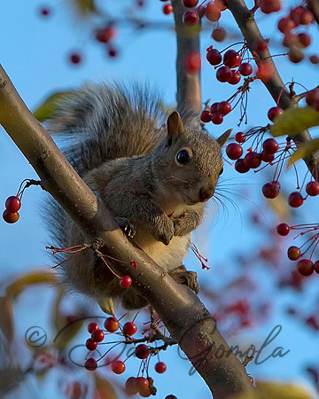 Eastern Gray Squirrel