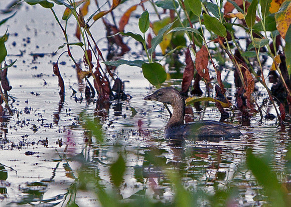 Pied-billed Grebe