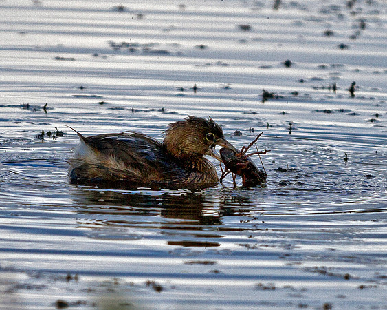Pied-billed Grebe
