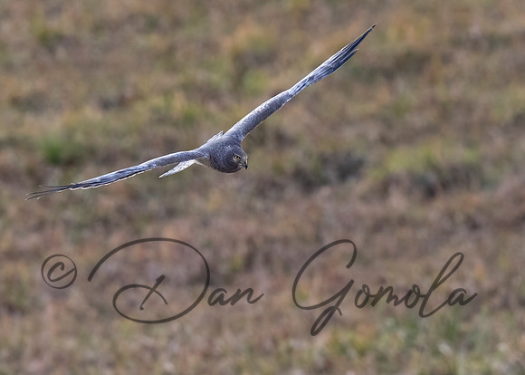 Northern Harrier